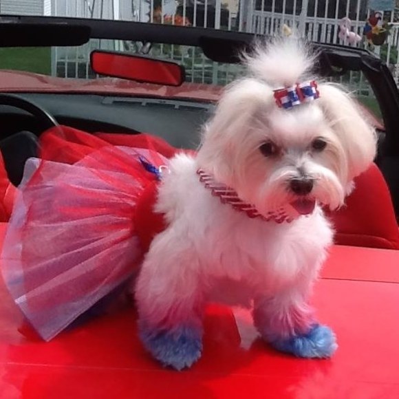 Meet your Posher, Cach'e - Picture 1 of 1